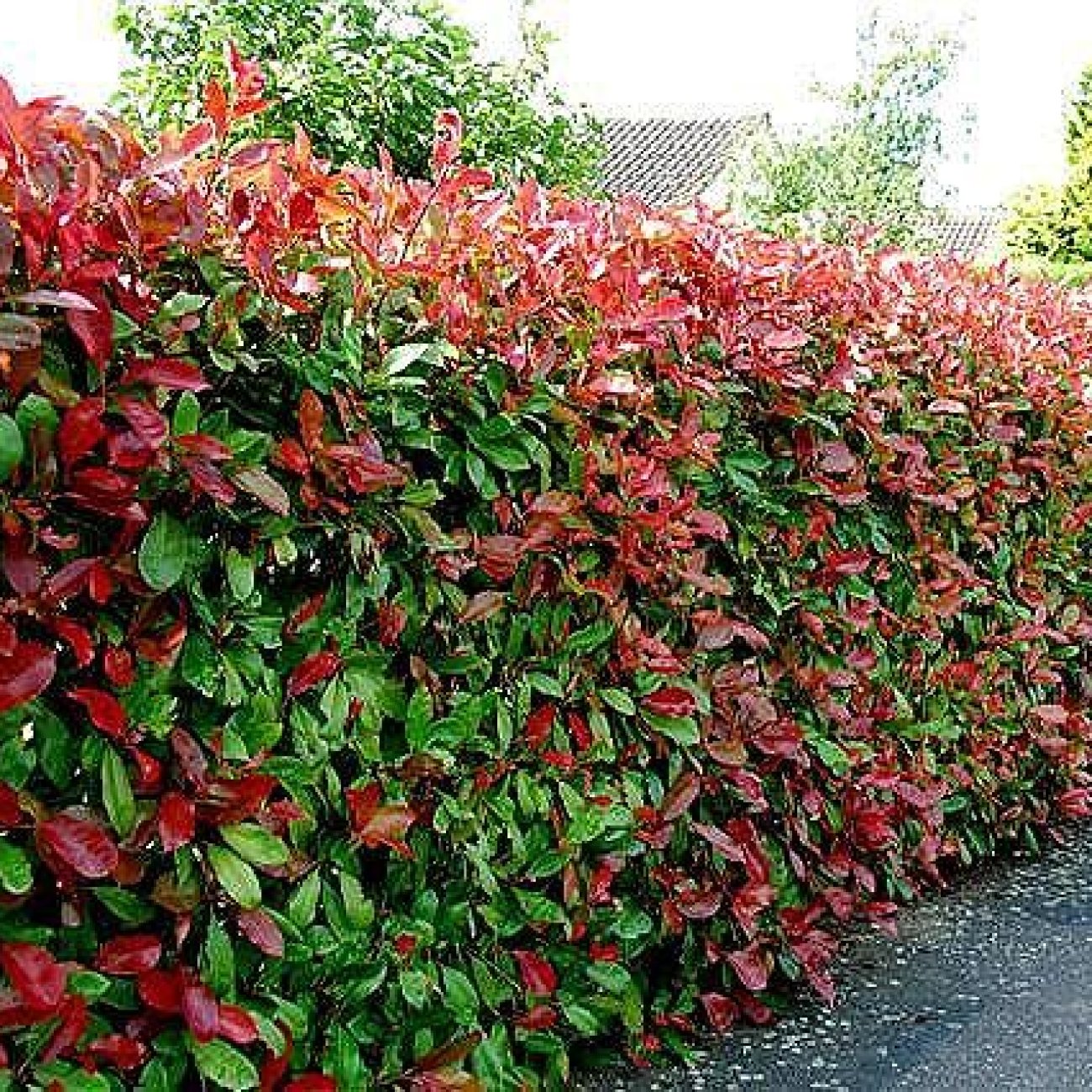 Obrázok Červienka Fraserova (Photinia × fraseri) ´LITTLE RED ROBIN´ - výška 30-50 cm, kont. C3L